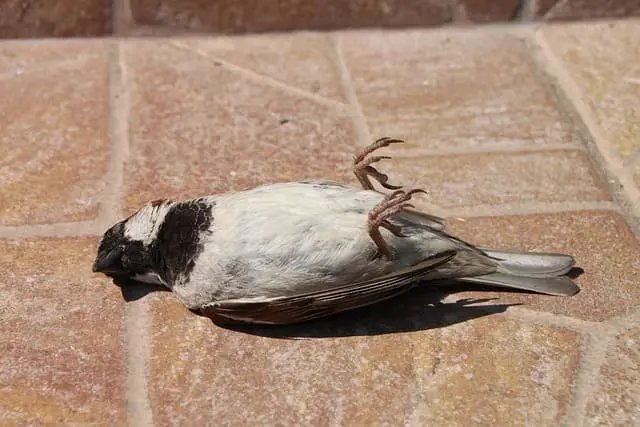 BIRDS SUCIDE JATINGA