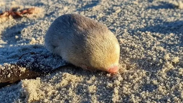 De Winton's golden mole