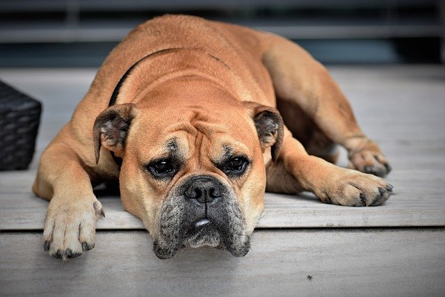 FACTS OF DOGS