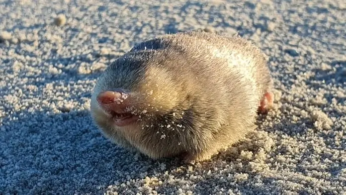 golden mole found