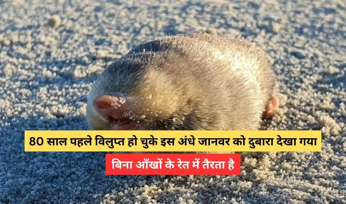 golden mole discovered